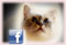 Zuchtverzeichniss bei Facebook